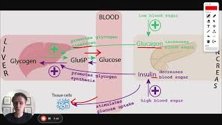 MCAT Question of the Day Digestive Hormones [upl. by Ardnic220]