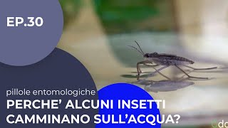 Perchè alcuni insetti camminano sullacqua  Pillole entomologiche  30 Sottotitolato [upl. by Airretnahs]