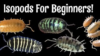 Five Excellent Pet Isopods for Beginners [upl. by Frodin]