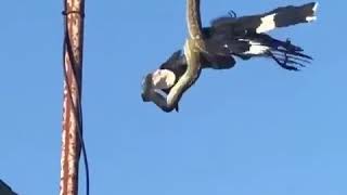 A currawong vs carpet python in Kingscliff Australia [upl. by Aninaj]