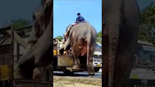 The elephant is being taken away in a cart [upl. by Zendah]