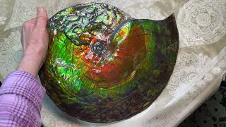 Ammolite Full Fossil Ammonite from Canada [upl. by Rusert180]