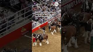 Budweiser Clydesdales get tangled at San Antonio rodeo  USA TODAY Shorts [upl. by Jb942]