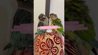 എറണാകുളം Part 01 l My Pets mittu and Kallu  My companion l parrottraining mittuparrot parrot [upl. by Erbas232]