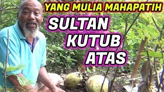 Pak Ndul  YANG MULIA MAHAPATIH SULTAN KUTUB ATAS [upl. by Bertilla802]