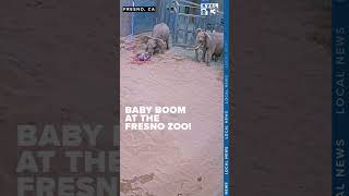 Fresno Chaffee Zoo baby elephant boom Two calves in 10 days [upl. by Yrrol121]