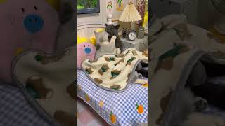 cats cat pets animals catsruleeverythingaroundme funnyvideo funnycats [upl. by Flem117]