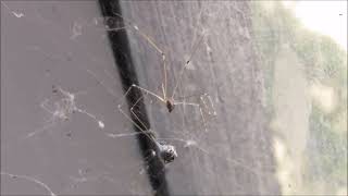 Cellar spider wrapping its prey [upl. by Chappell684]