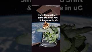 How Plants 🌱 Show Fluid Shift 💦and Pressure🦠 in Microgravity [upl. by Rosemari]