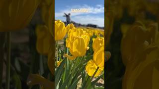 texas tulips beats music [upl. by Parthenia611]