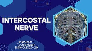 Intercostal Nerve Explained  Full Systemic lecture link in Description [upl. by Hike805]