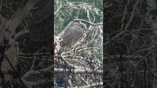 Night Heron North Lake Golden Gate Park sanfrancisco nightheron bird nature goldengatepark [upl. by Ahsieker]