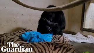 Emotional moment chimpanzee mother reunited with her baby [upl. by Nealy110]