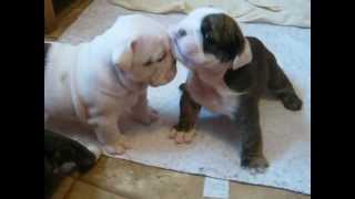 4 week old English bulldog pups trying to walk and play [upl. by Hemminger]