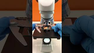 Sweet potato under the microscope CrazyXYZ MrBeast microscopevideo sweetpotato microscope [upl. by Woodie74]