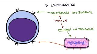 Understanding the Cells of the Immune System [upl. by Annelak]