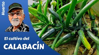 CALABACÍN como sembrar y plantar calabacines fácilmente [upl. by Eadmund]