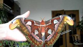 Attacus atlas female [upl. by Hsakiv]