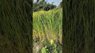 Paddy Farming Nepal 🇳🇵explore farming village vlog nature beauty shorts short peace funny [upl. by Collbaith177]