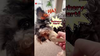 WOpet LIVE Scenes🌟Part2 WOpet livestream funnydogs [upl. by Nyrak500]