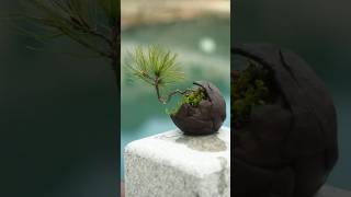 yamadori pine bonsai tree 분재 [upl. by Ynnatirb798]