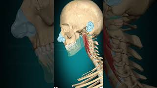 Longus capitis muscle action Head Flexion vertebral column Flexion muscle anatomy [upl. by Sternlight650]