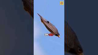 🔥peregrine falcon fighter Bird 😱 ytshortsvideo shortsviral shorts facts [upl. by Goeselt]