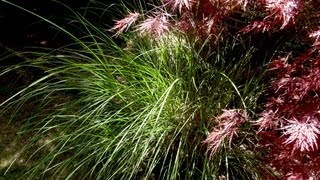 How to grow Maiden Grass  Gardening 101 by Dr Greenthumb [upl. by Calandria]