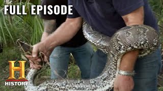 Catching Monster Snakes in Florida  Swamp People Serpent Invasion S1 E2  Full Ep  History [upl. by Atiuqihc304]