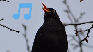 Amsel Abendgesang 🎵 Chant du Merle Noir au Soir 🎵 Kos večernja pjesma 🎵 Blackbird Evening Song ▶️4K [upl. by Farhsa]