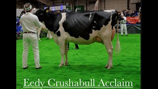 Eedy Crushabull Acclaim VG89 wins Holstein heifer Class at AgriScot 2022 [upl. by Eentruok]