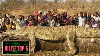 TOP 5 Biggest Crocs In the World [upl. by Eladnek]