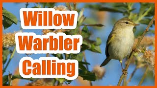 WILLOW WARBLER CALL [upl. by Hafinah120]