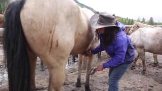 Colorado Dude Ranch Association [upl. by Cavanagh]