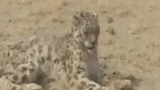 Caught on camera Greedy snow leopard eats so much he cant walk [upl. by Nilam31]