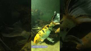 Stunning Veil Tail Carp Tank Tour Relaxing Short Video relaxing trending fish koi aquarium [upl. by Janette]