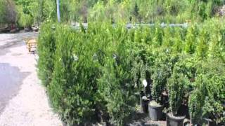 Junipers for Screening  a Hetz Columnar Juniper [upl. by Freyah698]