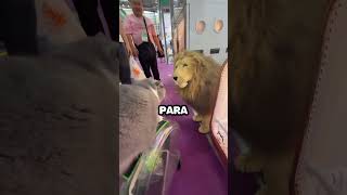 Gato le demuestra a peluche que el es el Rey [upl. by Reprah]