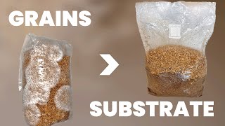 Inoculate Substrate With Grains  Laminar Flow Hood Method [upl. by Remmer979]