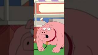 Stewie Wins Pig Contest Oink Family Guy [upl. by Naida]