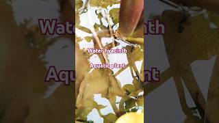 shortsfeedytshorts ytshortsindia youtubeshorts water plant [upl. by Remliw]