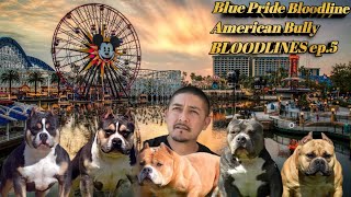 American Bully Bloodlines Blue Pride Episode 4 [upl. by Akcinahs]