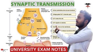 Synaptic Transmission  Excitatory and Inhibitory Transmission CNS Physiology [upl. by Aicilat380]