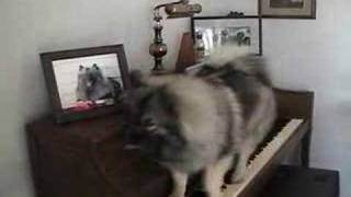 Keeshond Playing Piano [upl. by Nalyad]