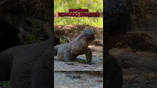 merciless highly venomous Komodo Dragon [upl. by Amoeji986]