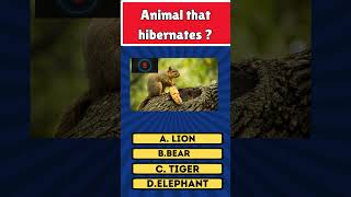 Guess the Animal that hibernates shortsviral shortvideo fypシ゚viral fyp fypシ゚ fypyoutube [upl. by Garcon]