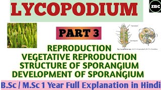 LYCOPODIUM Part 3  Reproduction Vegetative amp Sexual Structure amp Development of Sporangium  ZBC [upl. by Richlad]