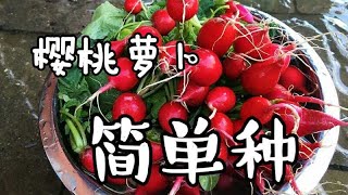 樱桃萝卜种植不经意的收获 [upl. by Yatnuahs]