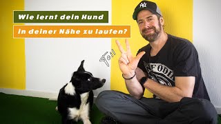 Wie lernt dein Hund in deiner Nähe zu laufen Teil3 [upl. by Odnanreh350]