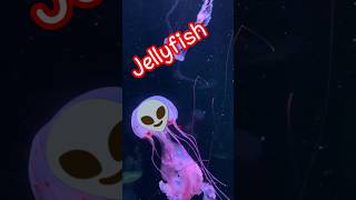 The wonderful dance of jelly fish [upl. by Slohcin827]